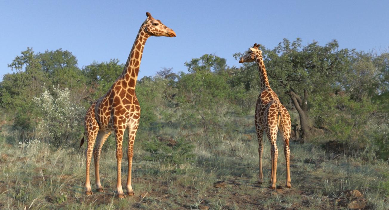 African Giraffe Standing Pose 3D model