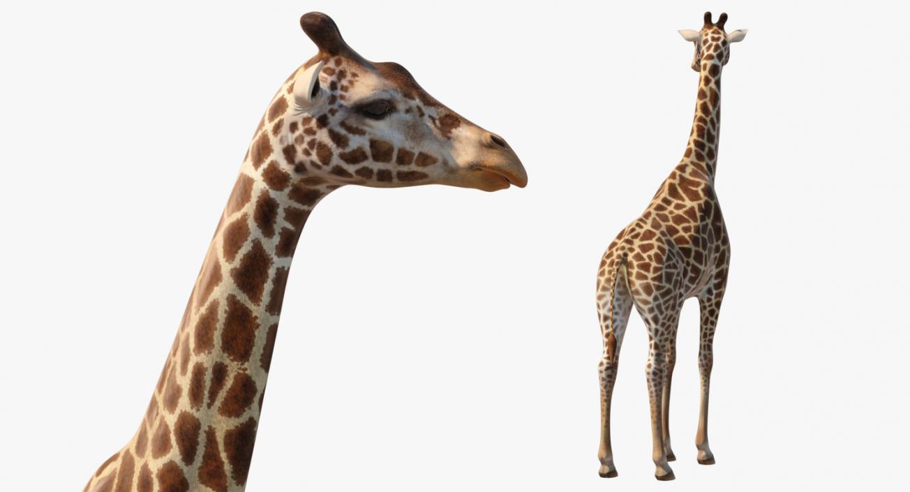 African Giraffe Standing Pose 3D model