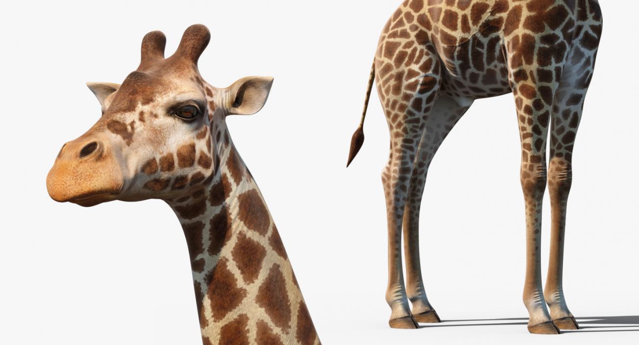 African Giraffe Standing Pose 3D model