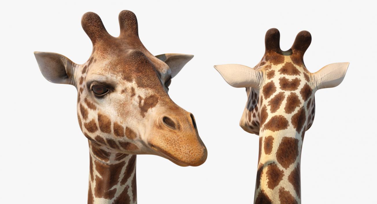 African Giraffe Standing Pose 3D model