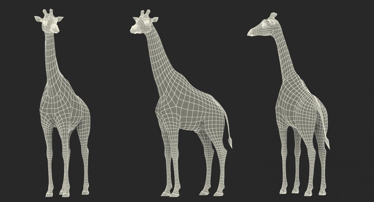 African Giraffe Standing Pose 3D model