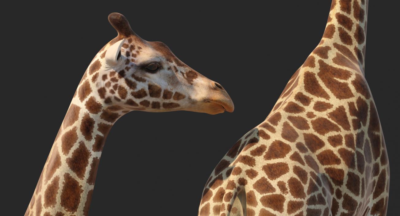 African Giraffe Standing Pose 3D model