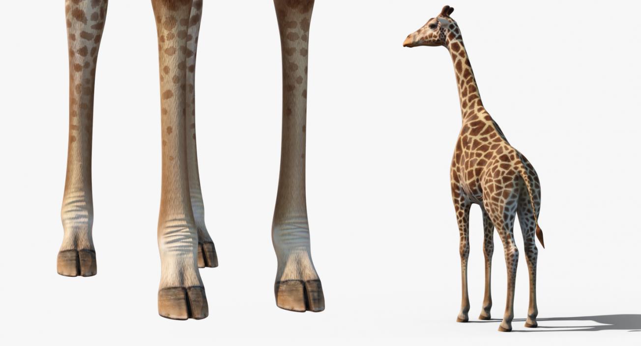 African Giraffe Standing Pose 3D model