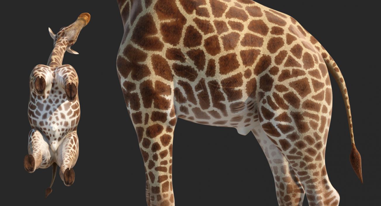 African Giraffe Standing Pose 3D model