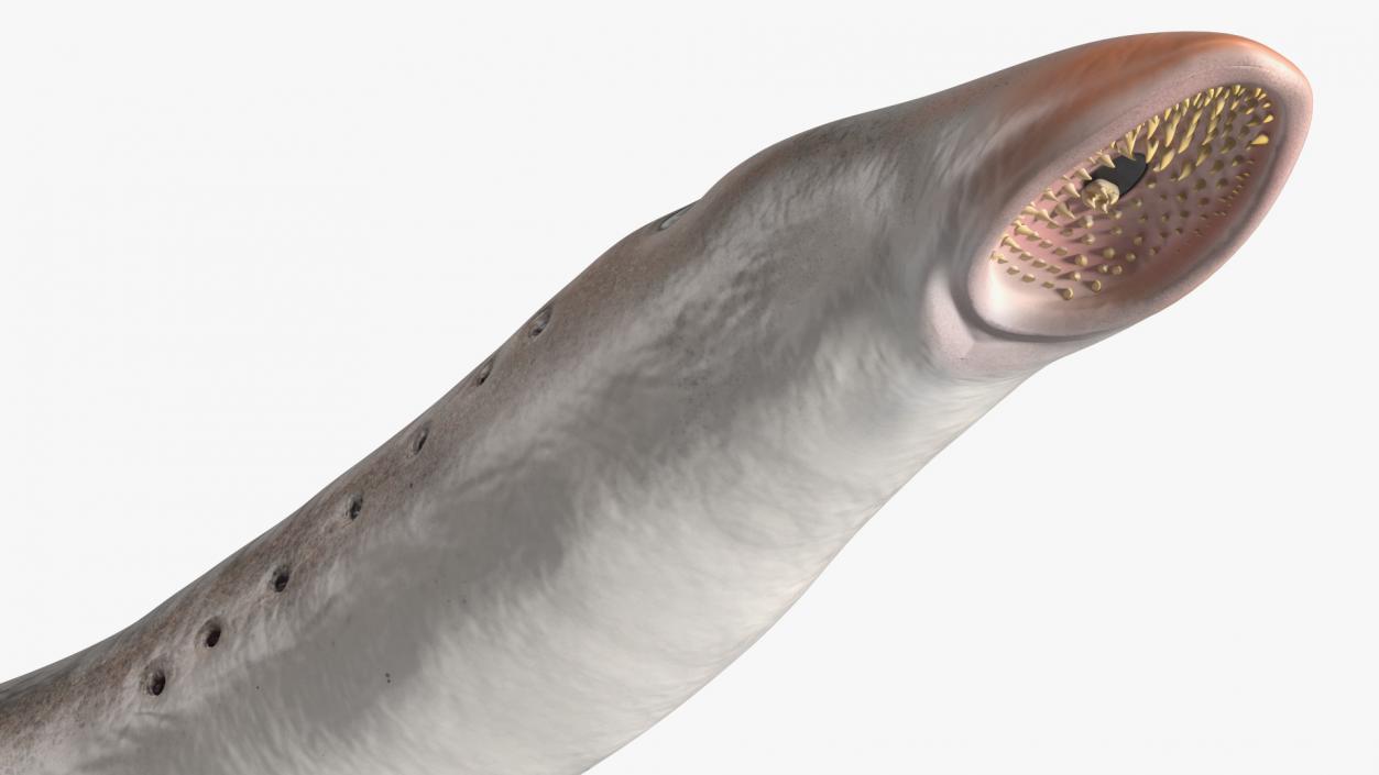 Lamprey Motion pose 3D model