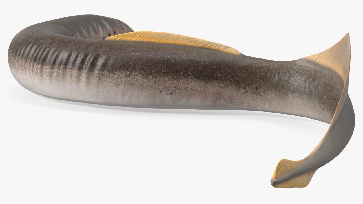 Lamprey Motion pose 3D model