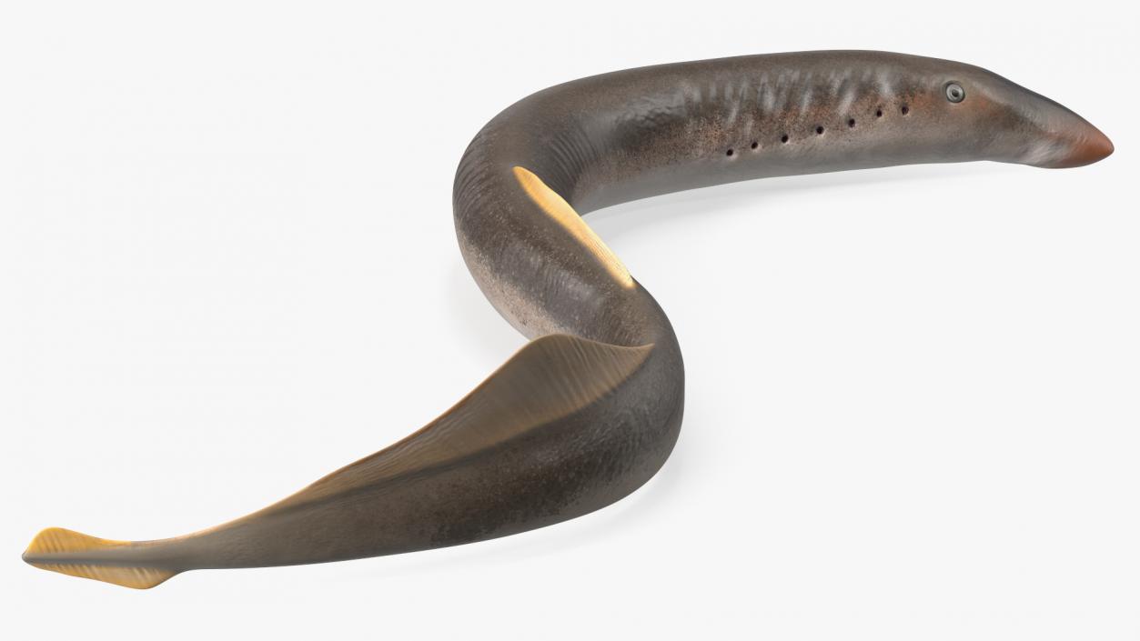 Lamprey Motion pose 3D model