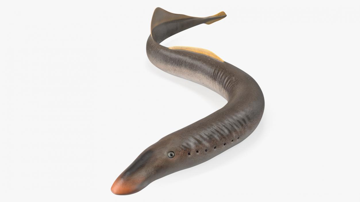 Lamprey Motion pose 3D model