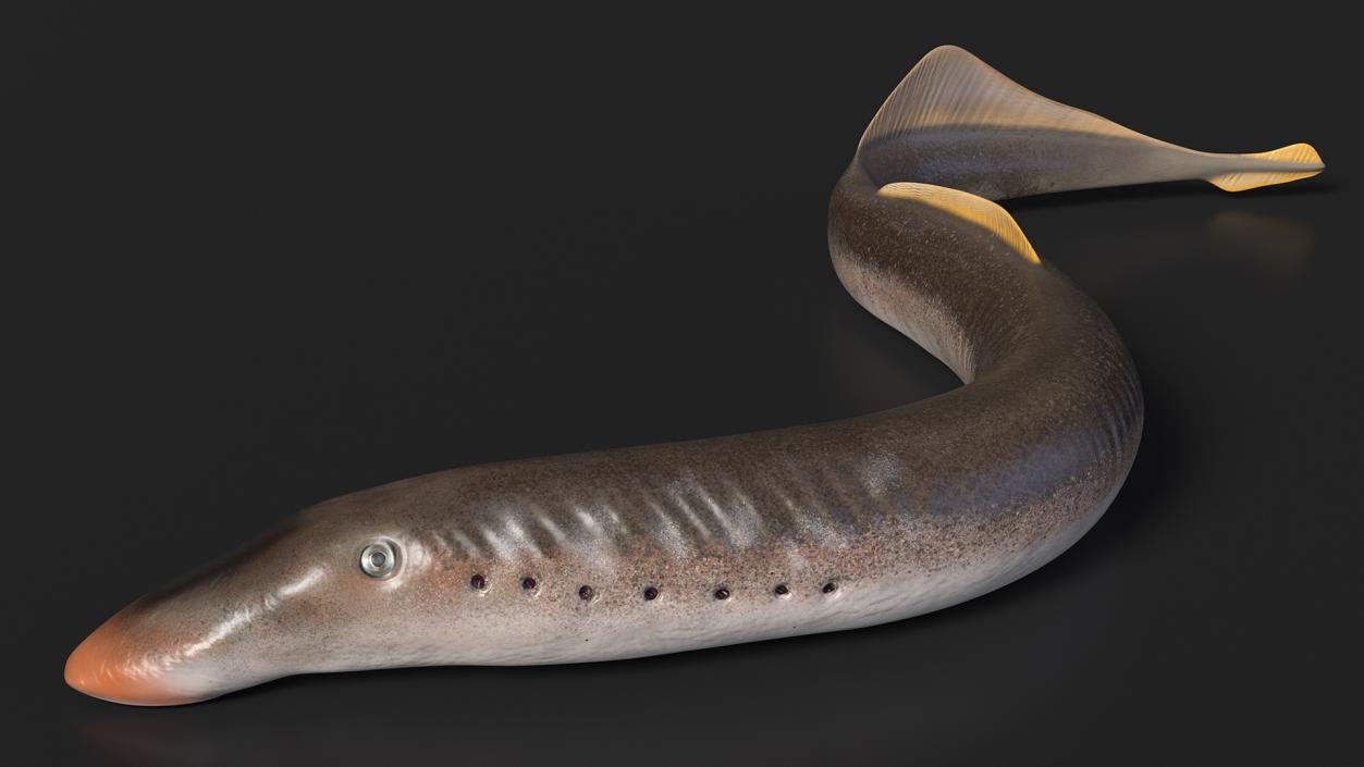 Lamprey Motion pose 3D model