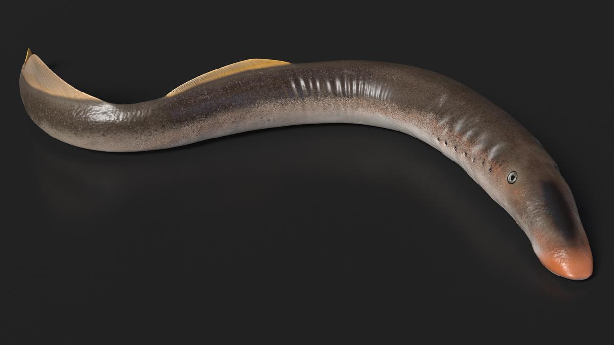 Lamprey Motion pose 3D model