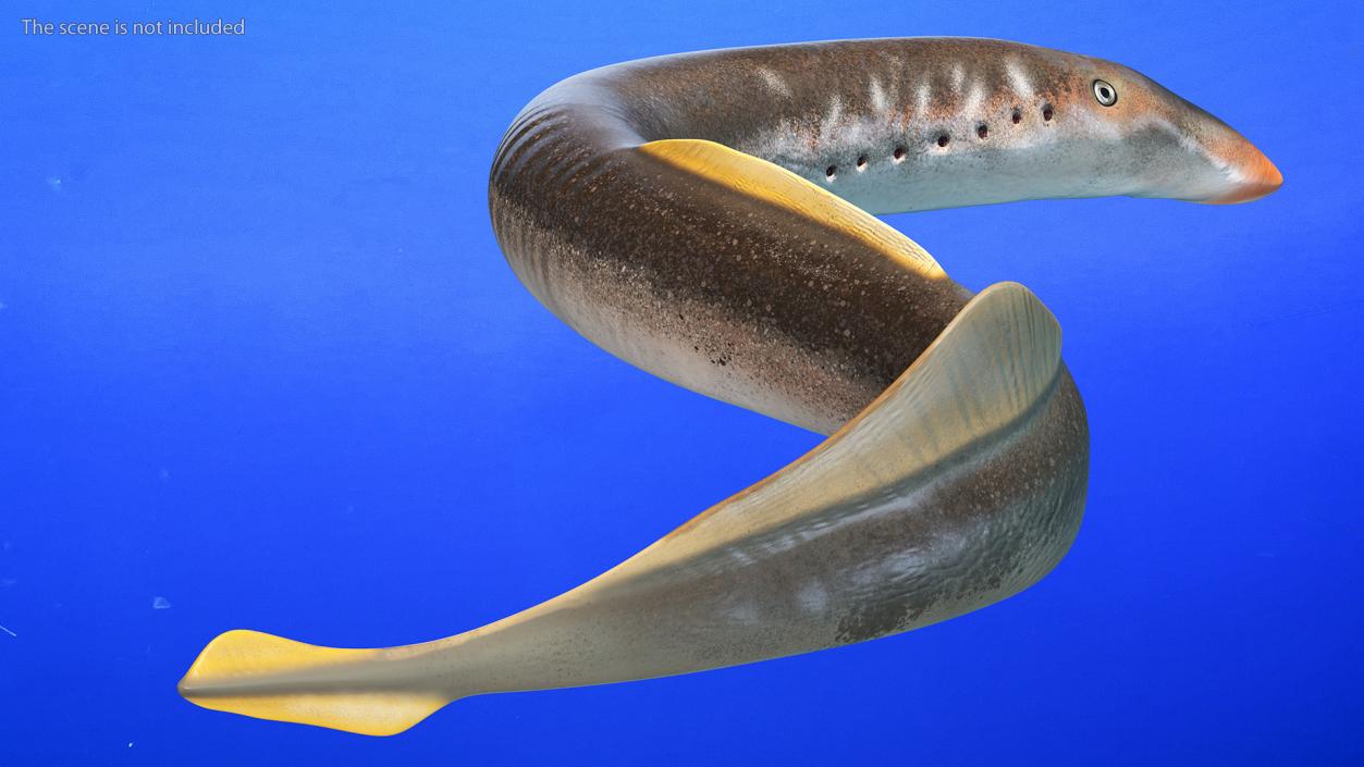 Lamprey Motion pose 3D model