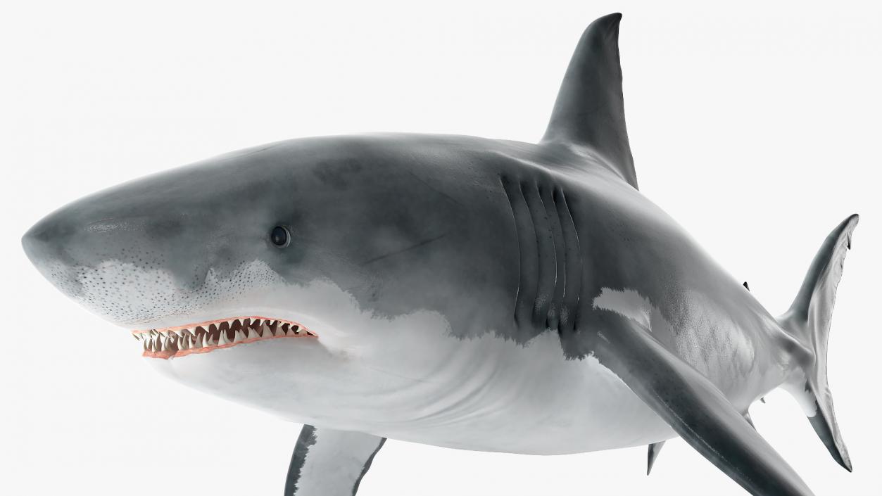 Great White Shark Fish Rigged 3D model