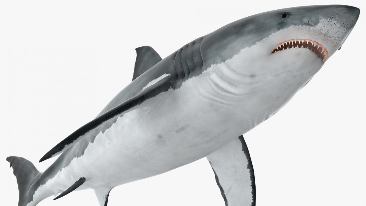 Great White Shark Fish Rigged 3D model