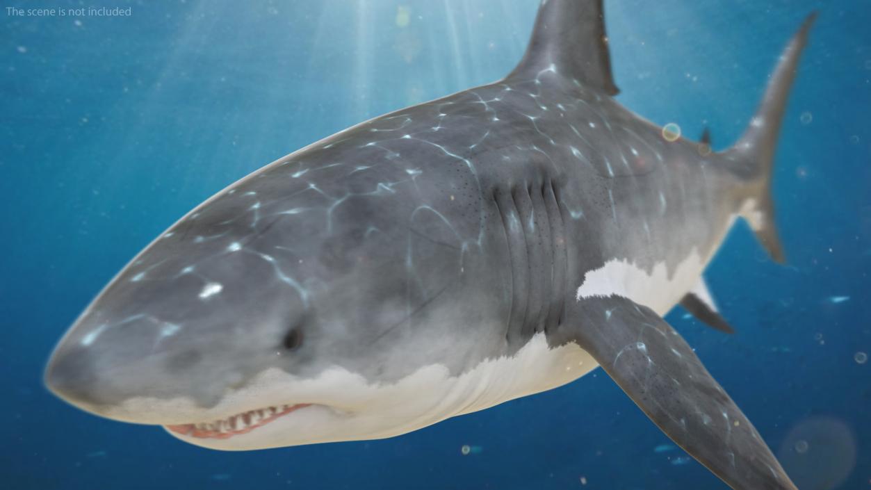 Great White Shark Fish Rigged 3D model