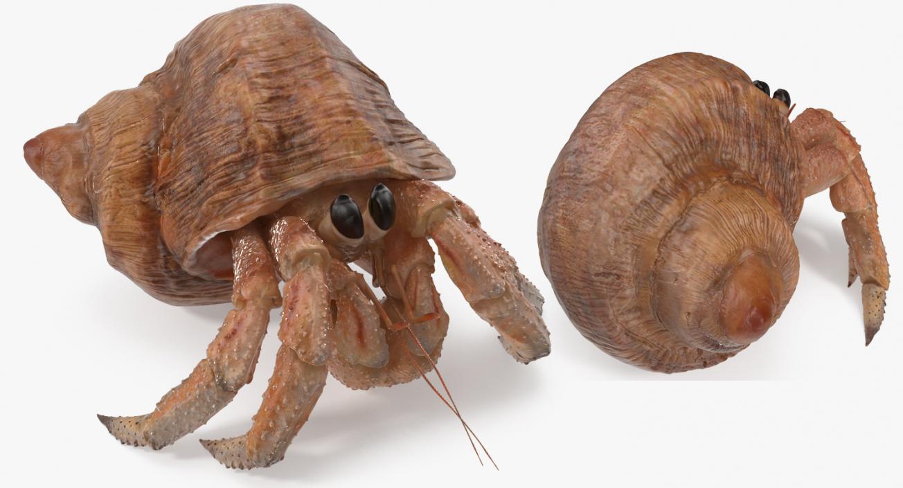 3D Hermit Crab Rigged model