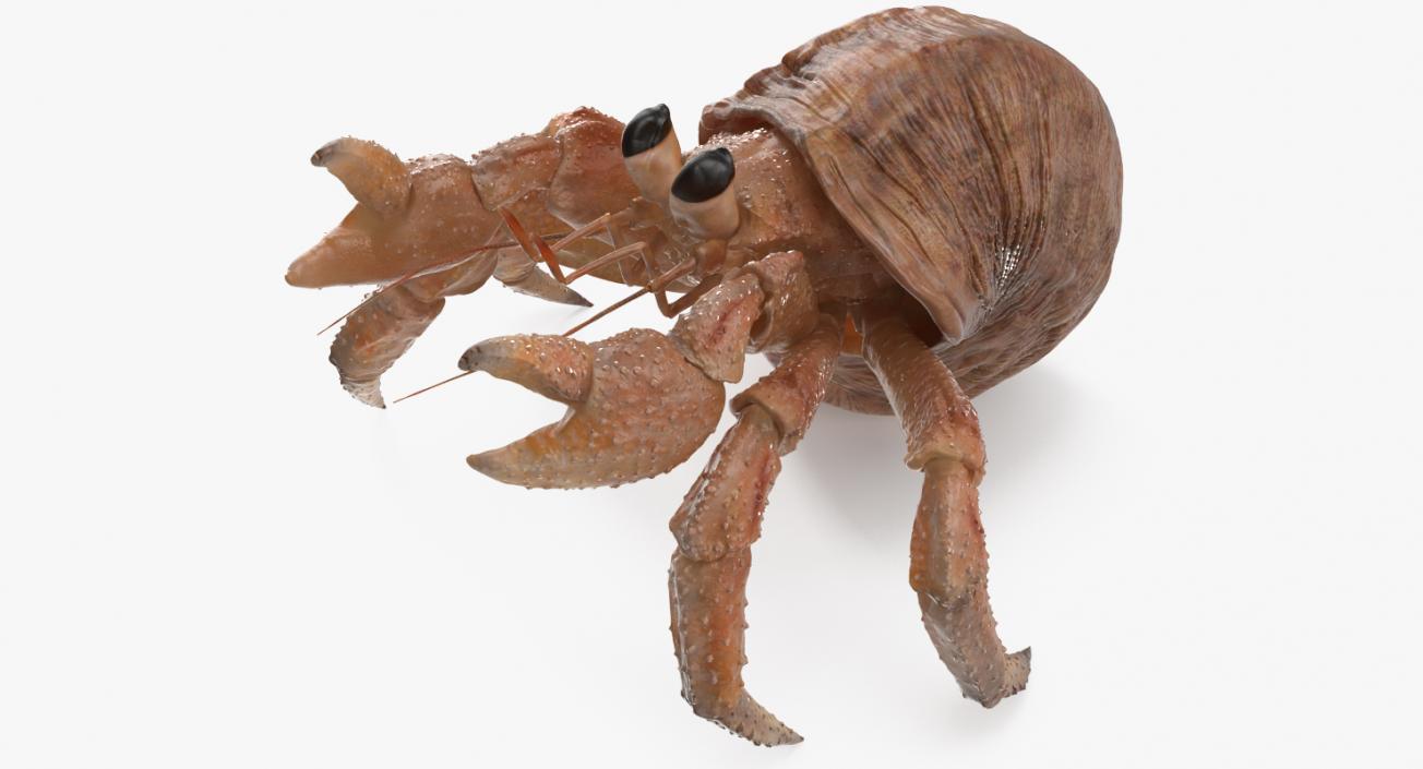 3D Hermit Crab Rigged model