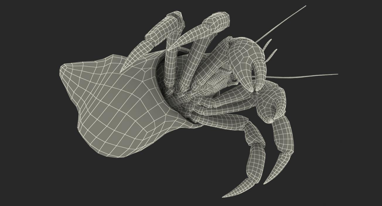 3D Hermit Crab Rigged model