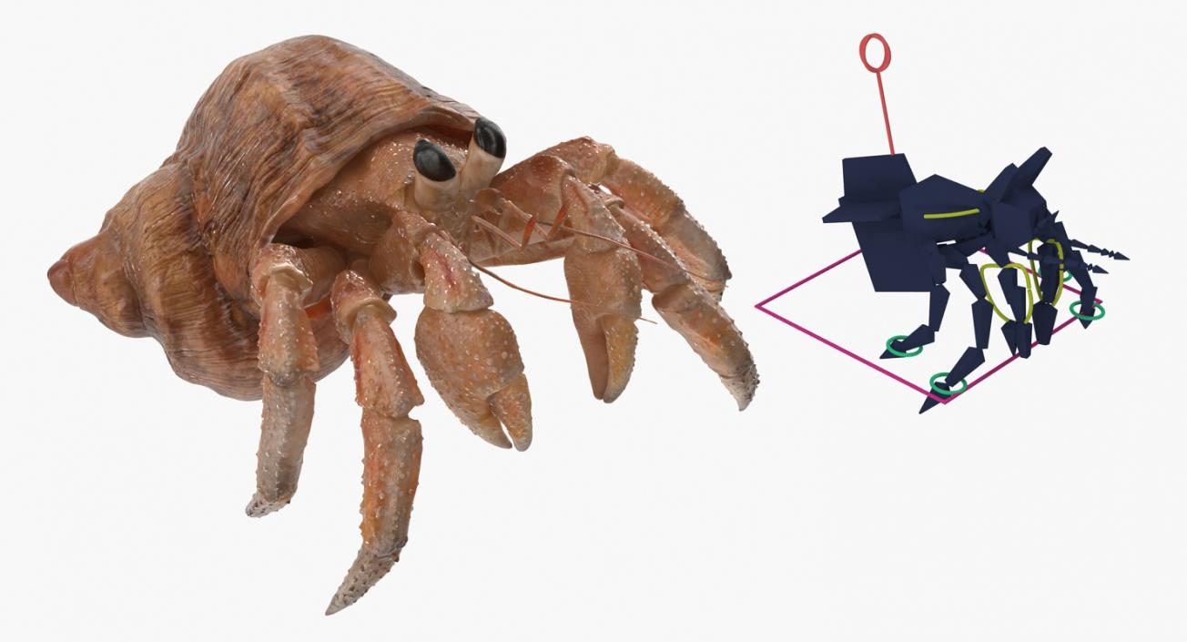 3D Hermit Crab Rigged model