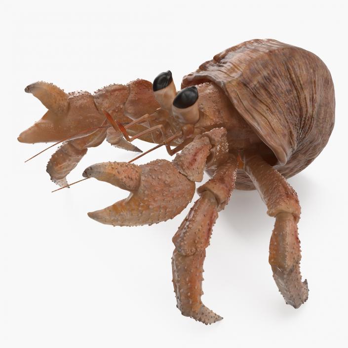 3D Hermit Crab Rigged model