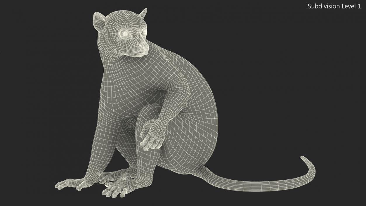 3D model Ring-tailed Lemur Sitting