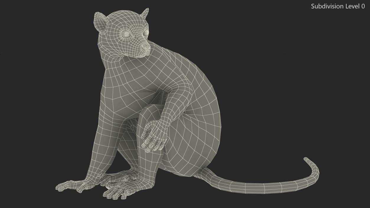 3D model Ring-tailed Lemur Sitting