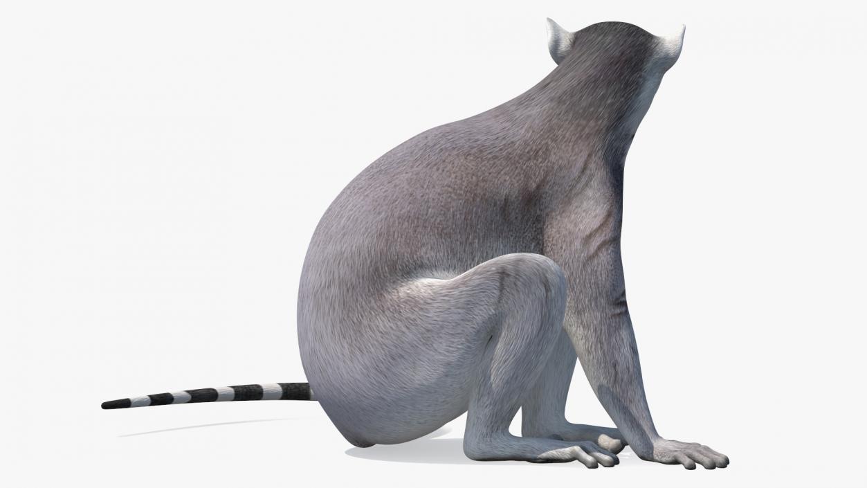 3D model Ring-tailed Lemur Sitting