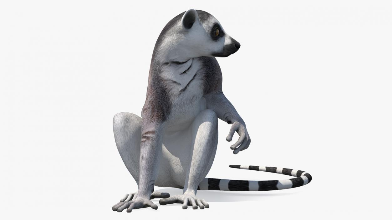 3D model Ring-tailed Lemur Sitting