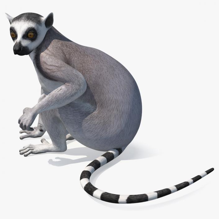 3D model Ring-tailed Lemur Sitting