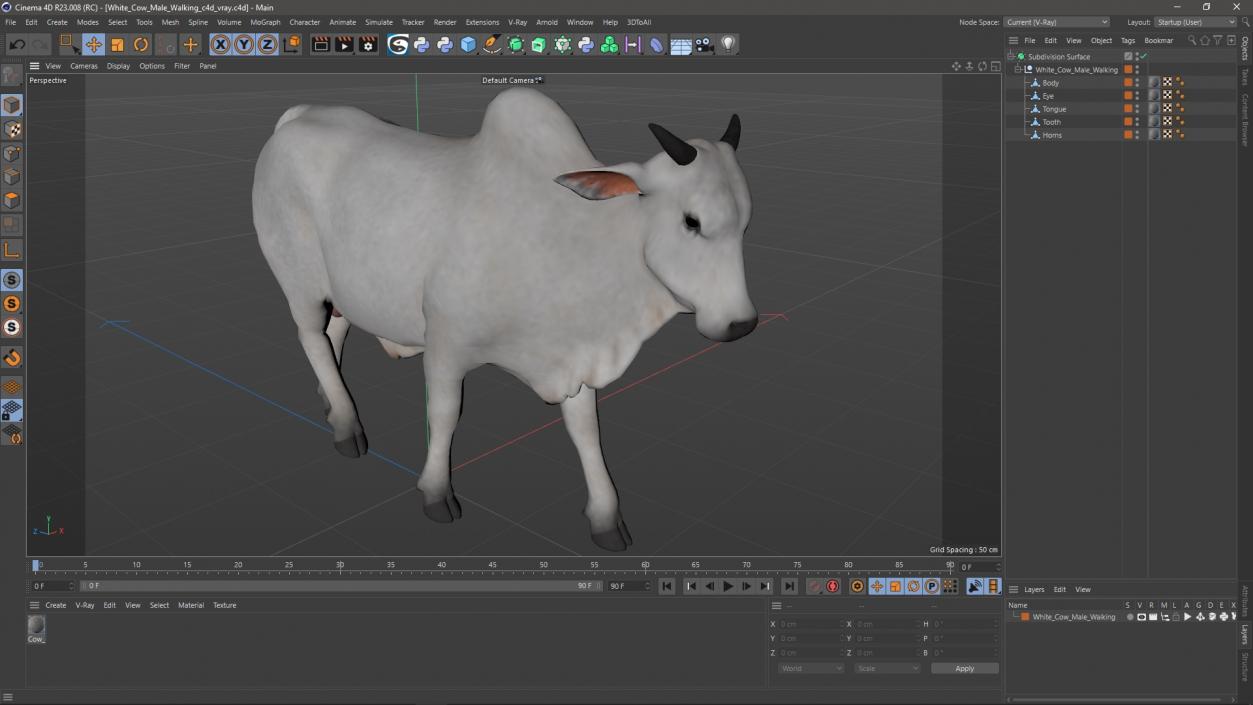 White Cow Male Walking 3D