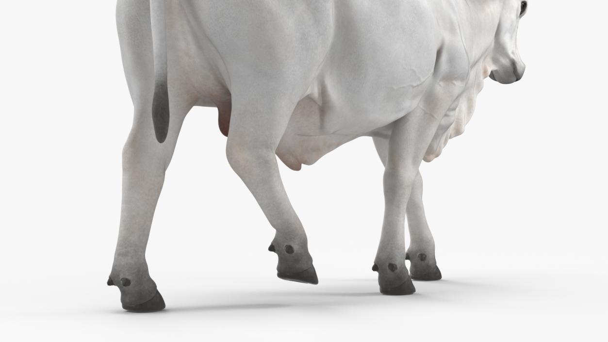 White Cow Male Walking 3D