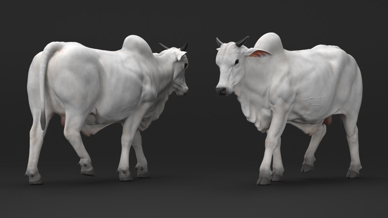 White Cow Male Walking 3D