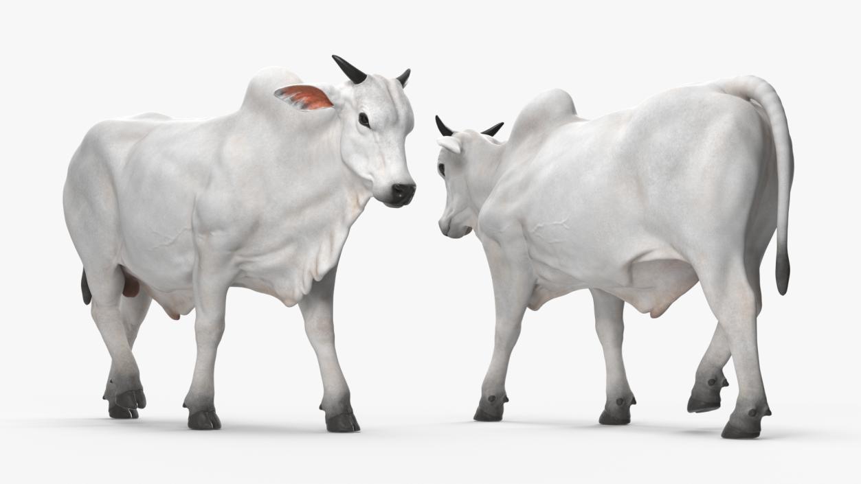 White Cow Male Walking 3D