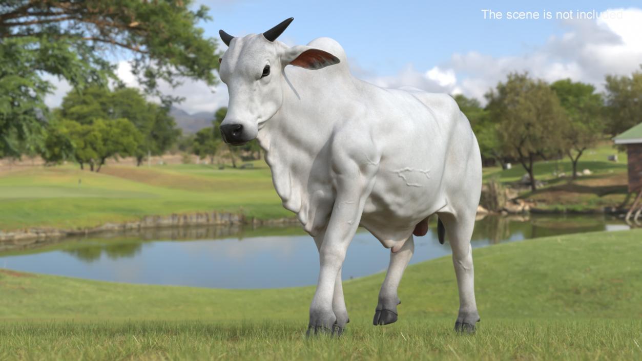 White Cow Male Walking 3D