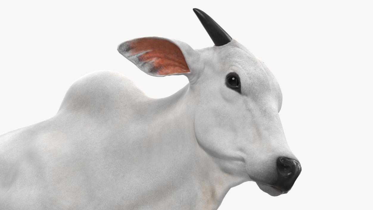 White Cow Male Walking 3D