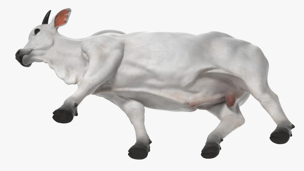 White Cow Male Walking 3D