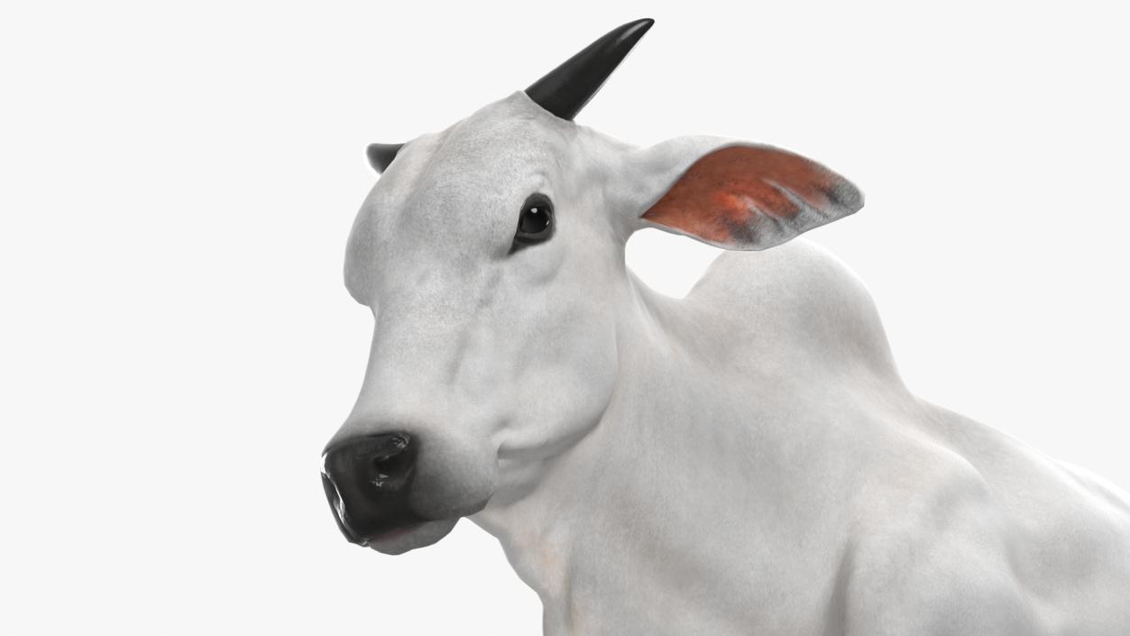 White Cow Male Walking 3D