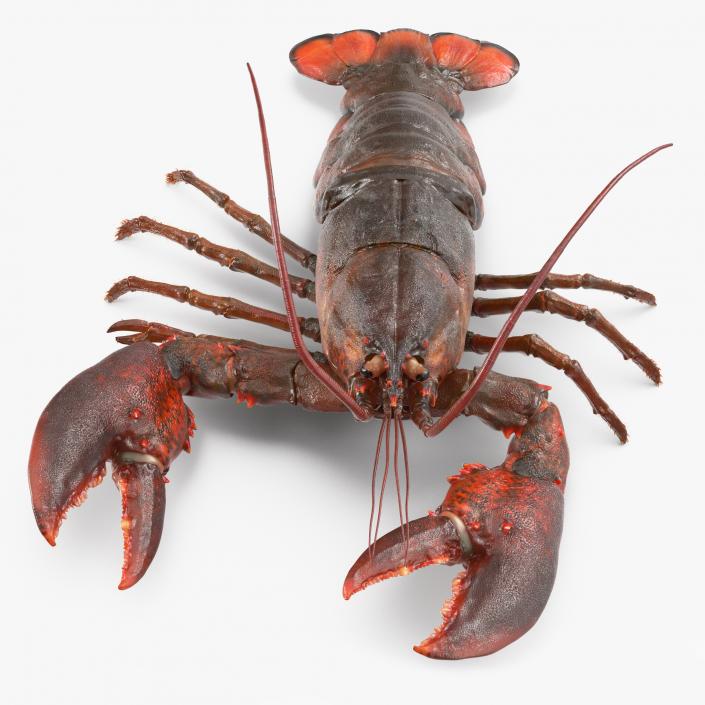 Lobster Rigged 3D model