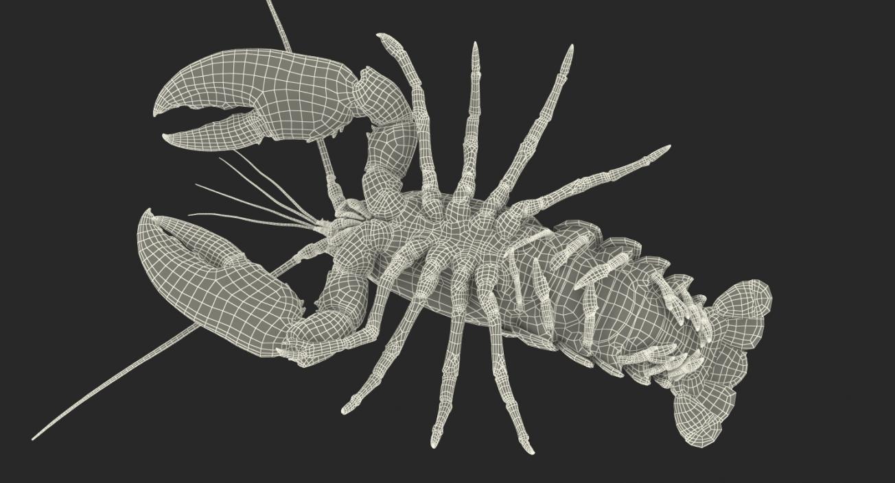 Lobster Rigged 3D model