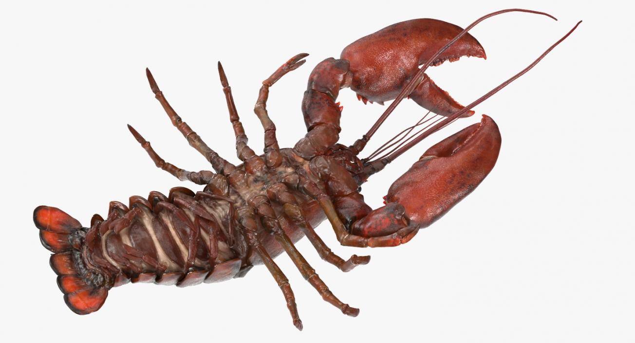 Lobster Rigged 3D model