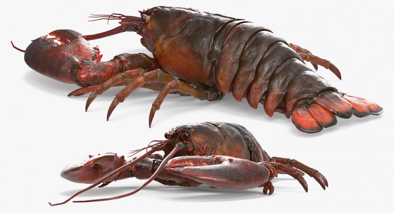 Lobster Rigged 3D model