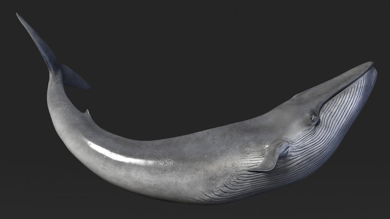 Balaenoptera Musculus Swimming Pose Fur 3D model