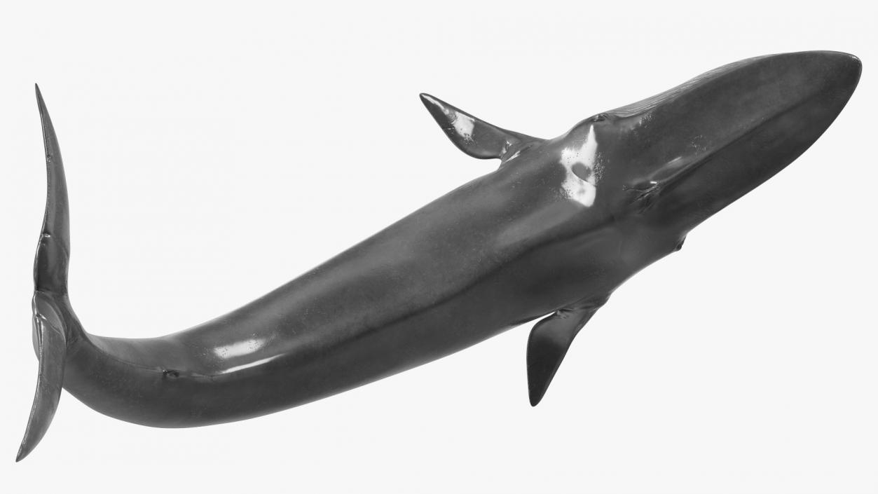 Balaenoptera Musculus Swimming Pose Fur 3D model