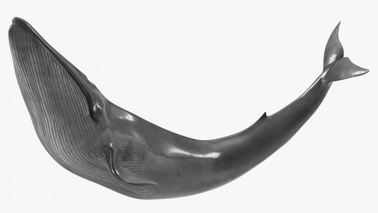 Balaenoptera Musculus Swimming Pose Fur 3D model