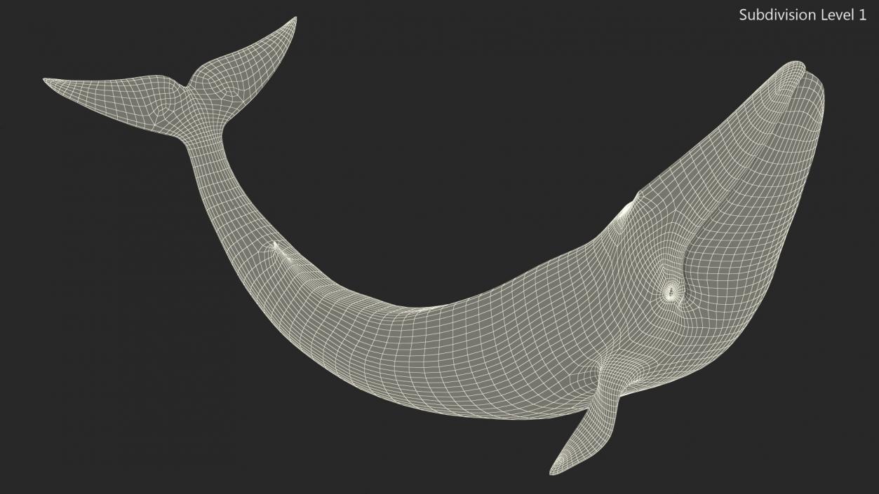 Balaenoptera Musculus Swimming Pose Fur 3D model