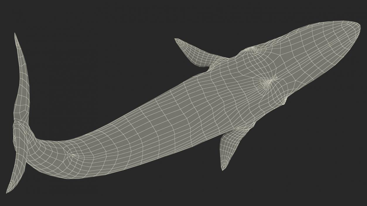 Balaenoptera Musculus Swimming Pose Fur 3D model