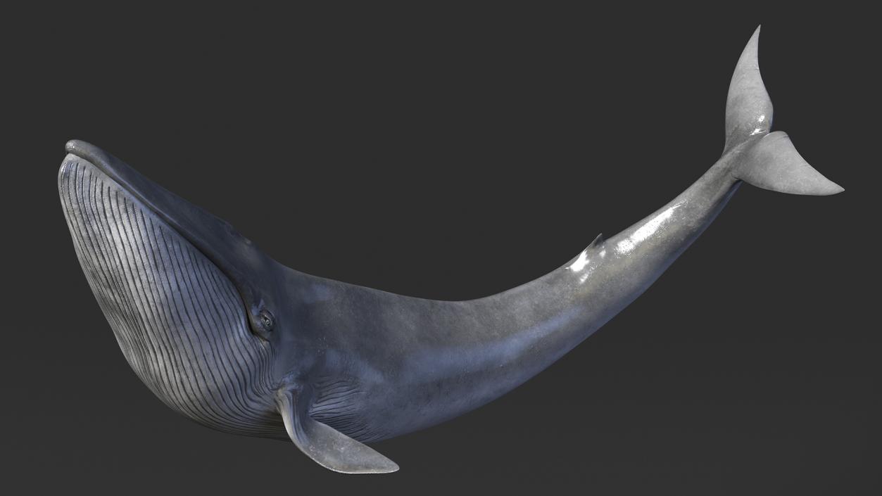 Balaenoptera Musculus Swimming Pose Fur 3D model