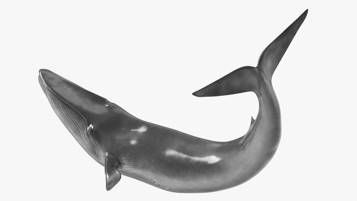 Balaenoptera Musculus Swimming Pose Fur 3D model