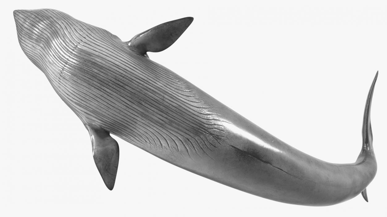 Balaenoptera Musculus Swimming Pose Fur 3D model