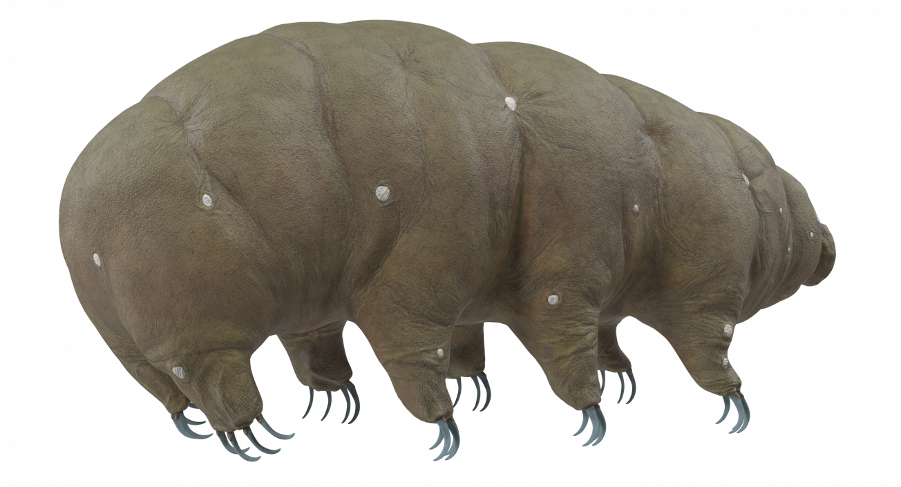 3D model Tardigrade