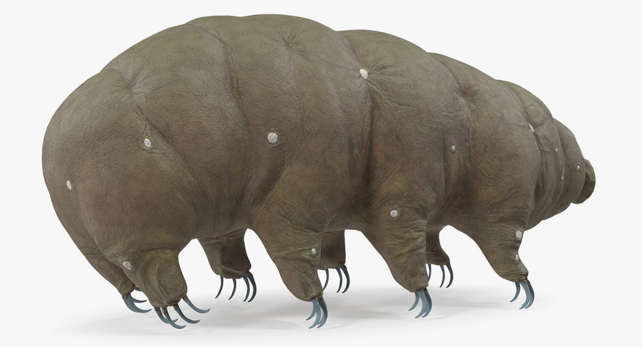 3D model Tardigrade